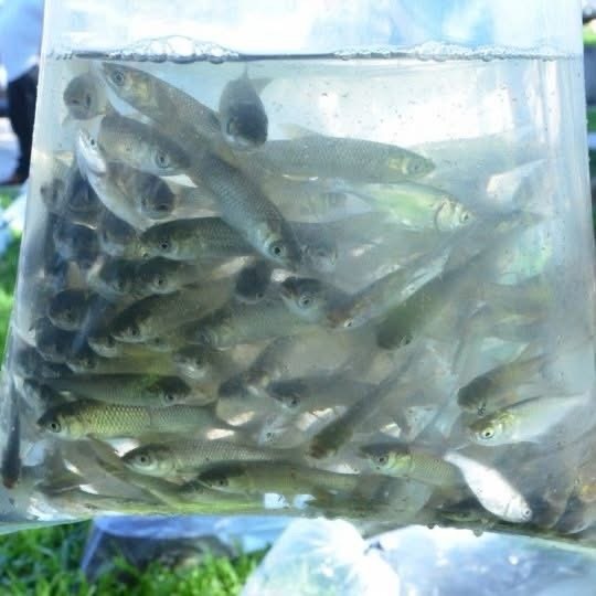 Abertura de Encomendas de Alevinos e Alevinões em Progresso