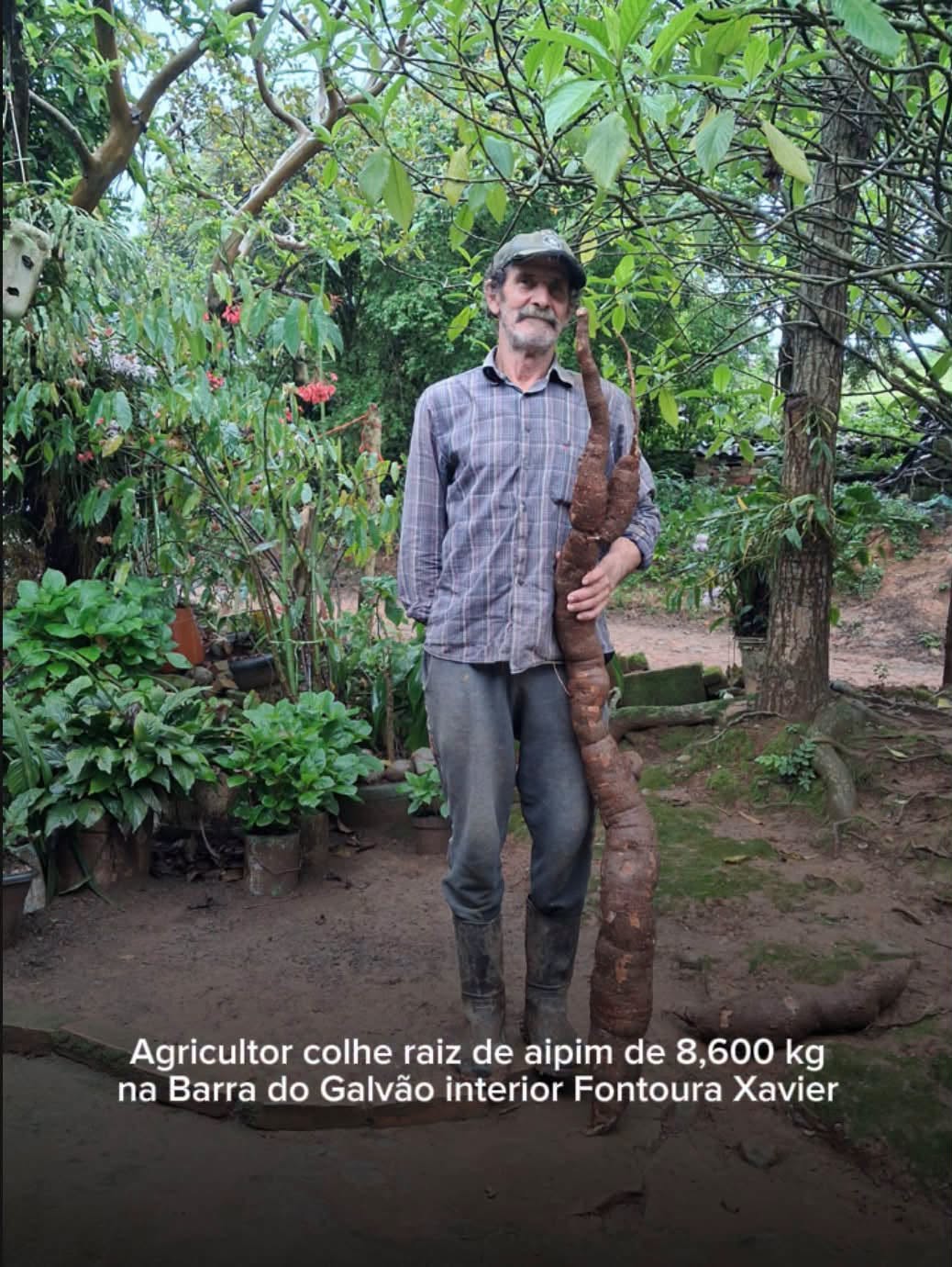 Agricultor de Fontoura Xavier colhe aipim gigante de 8,6 kg