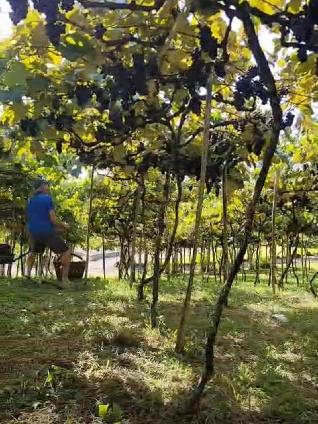 Colheita da uva gaúcha avança e deverá superar as projeções iniciais