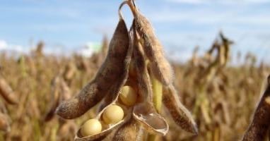 Petróleo tem nova disparada, puxa commodities e soja volta a subir em Chicago nesta 4ª feira