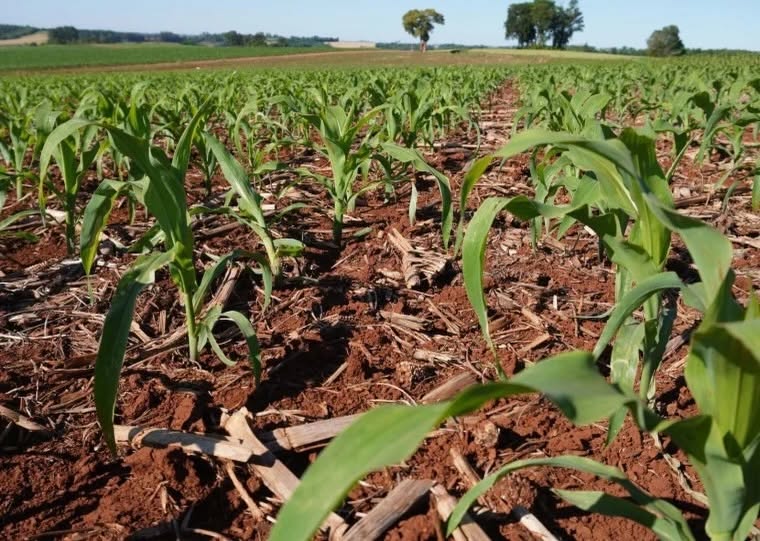 Plantio do milho chega a 68% no RS; lavouras de arroz começam a ser implantadas