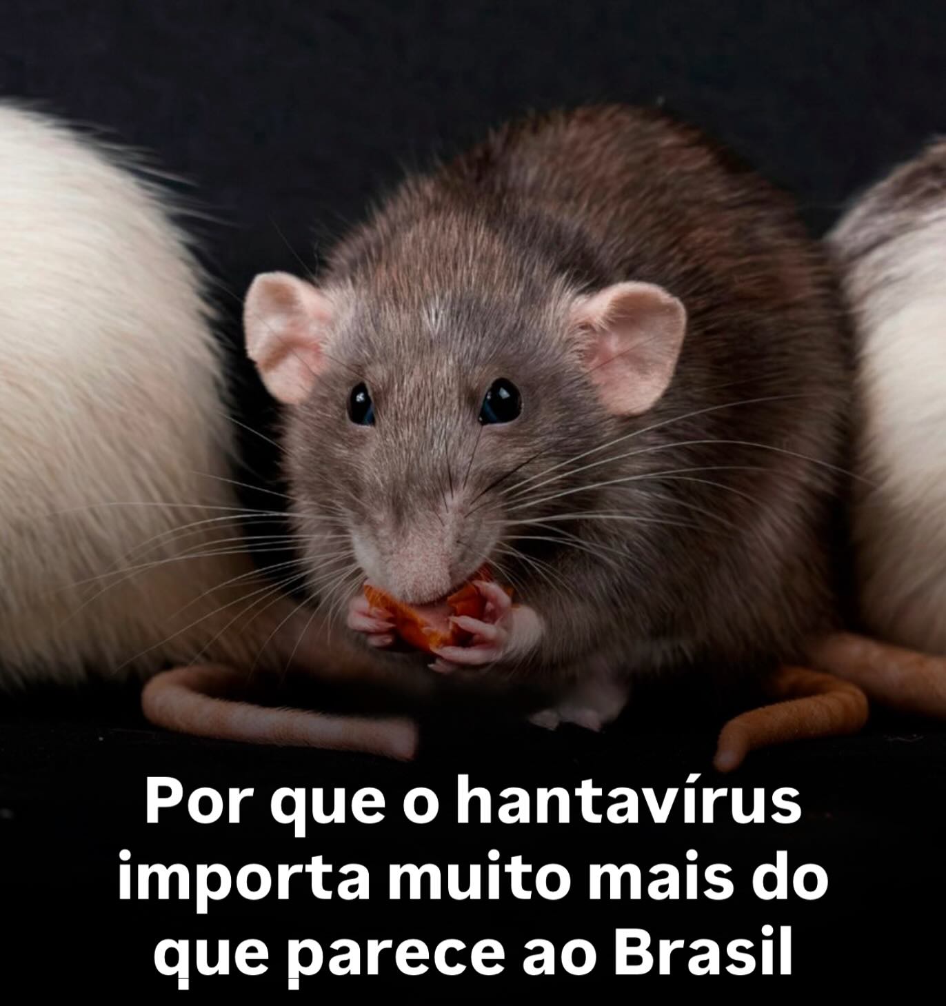 Por que o hantavírus importa muito mais do que parece ao Brasil