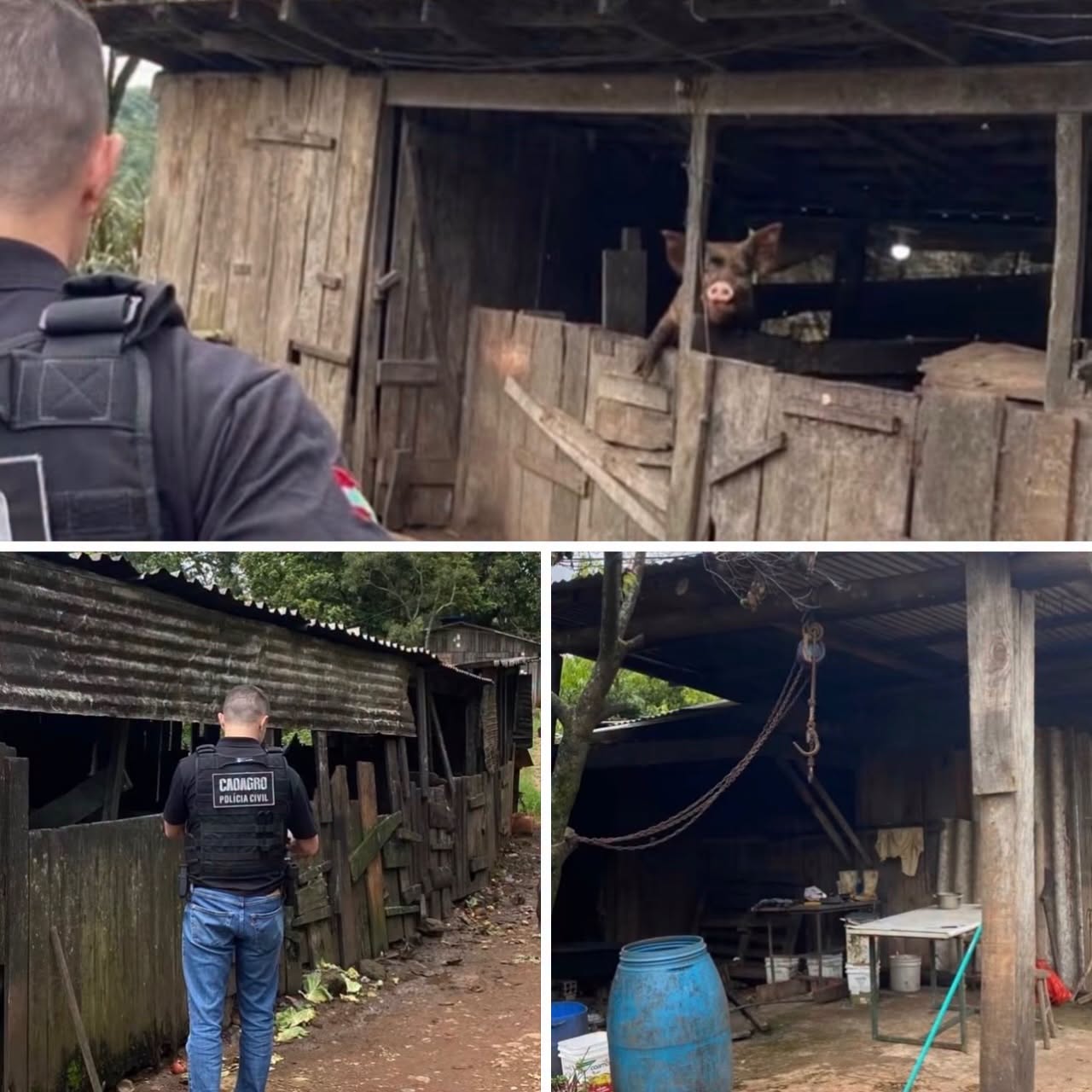 PRODUTOR É AUTUADO POR SUÍNOS EM SITUAÇÃO DE MAUS-TRATOS E ABATE CLANDESTINO EM XANXERÊ SC