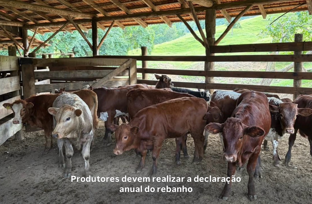 Produtores devem realizar a declaração anual do rebanho