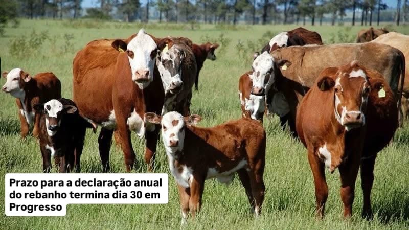 PROGRESSO: Prazo para a declaração anual do rebanho termina no dia 30 de junho