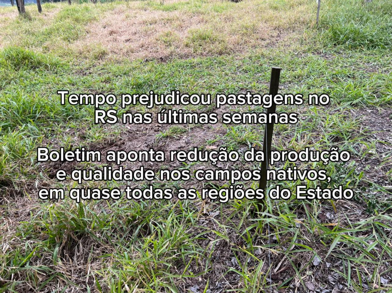 Tempo prejudicou pastagens no RS nas últimas semanas